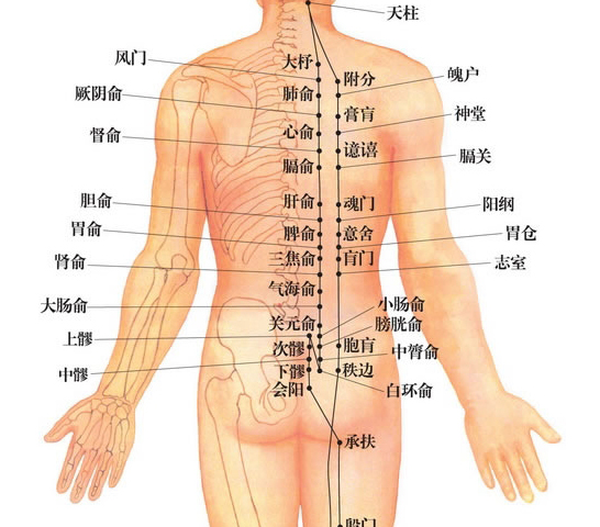 背俞穴1.jpg