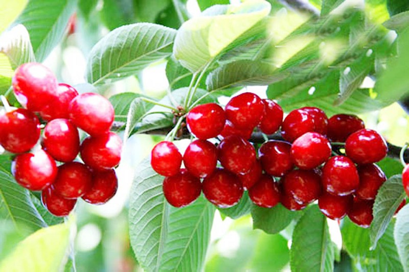 2011070335913125.jpg樱桃2.jpg